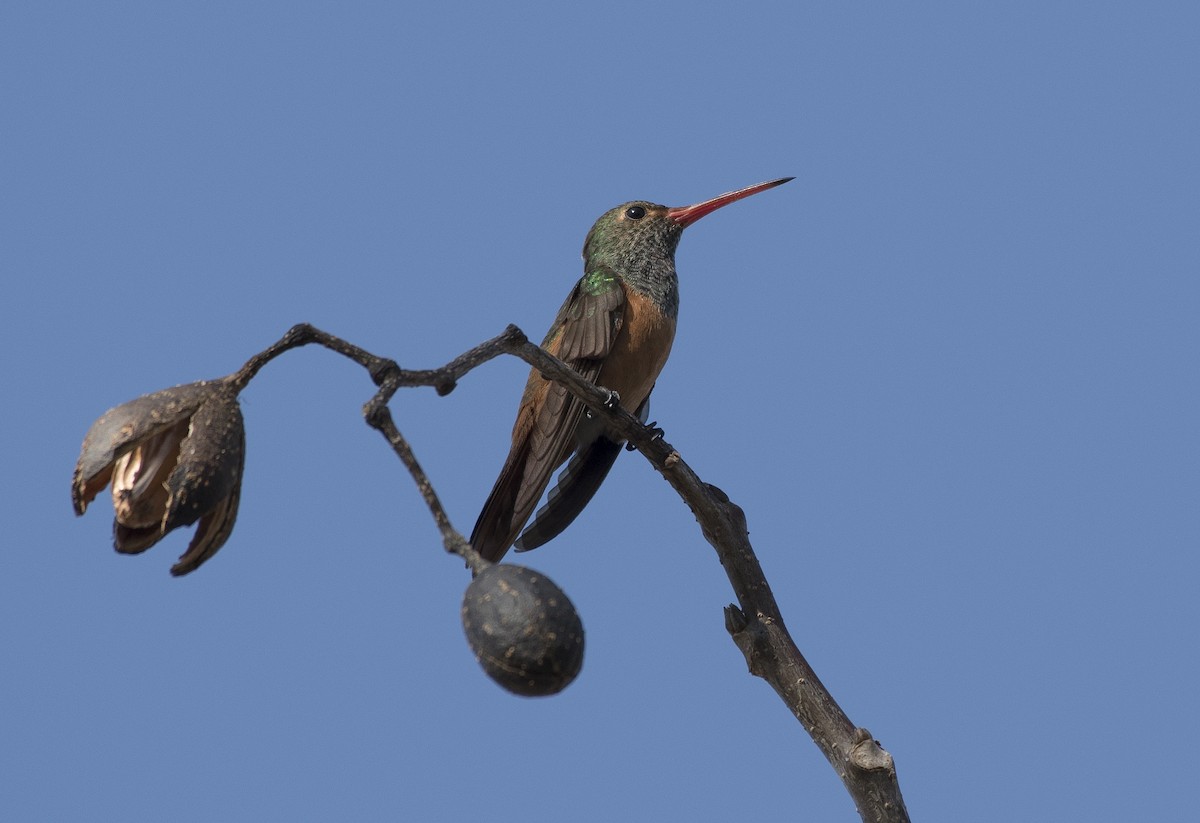 Buff-bellied Hummingbird - ML146106661