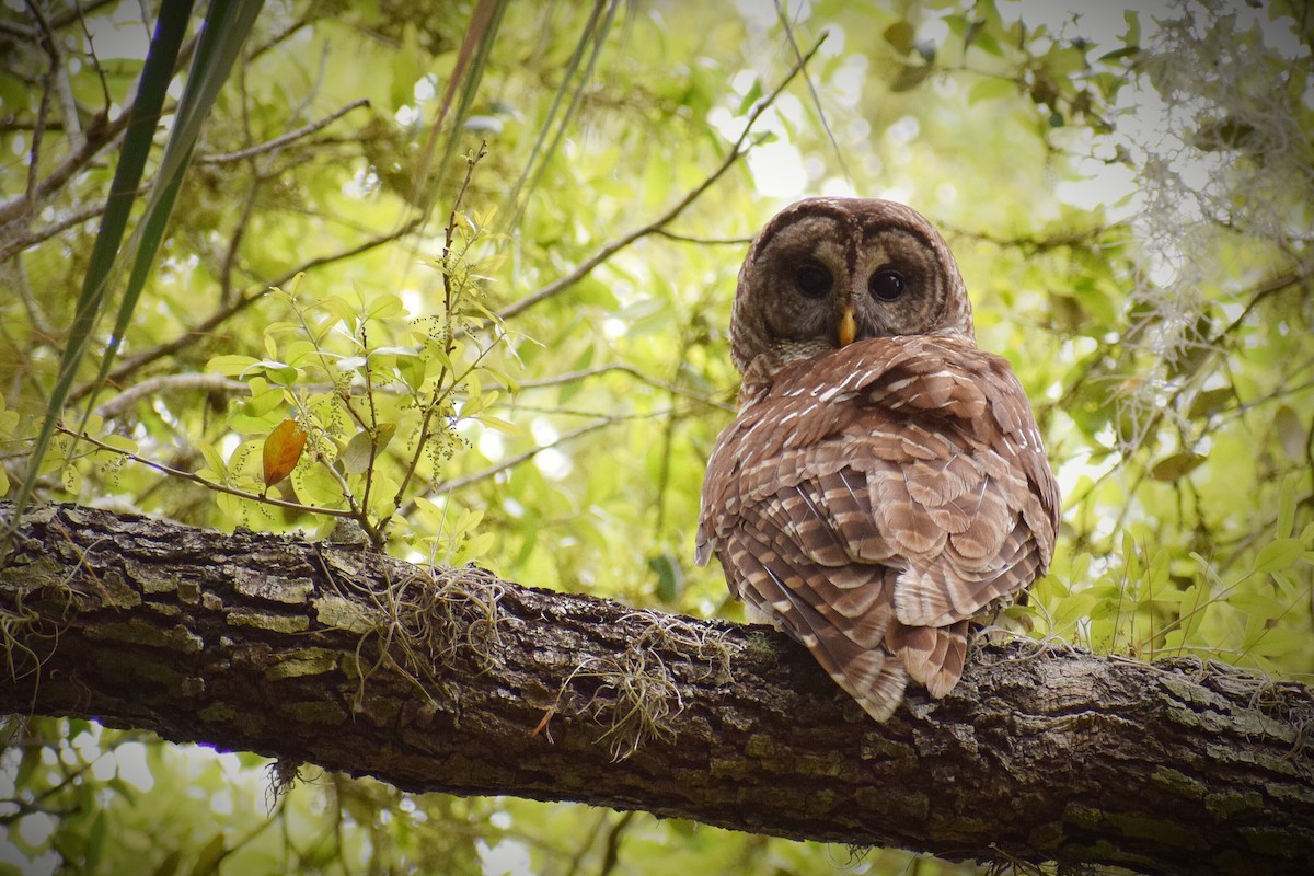 Barred Owl - David Reyes