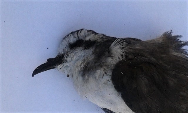 White-faced Storm-Petrel - Geelong Field Naturalists Club Bird Group