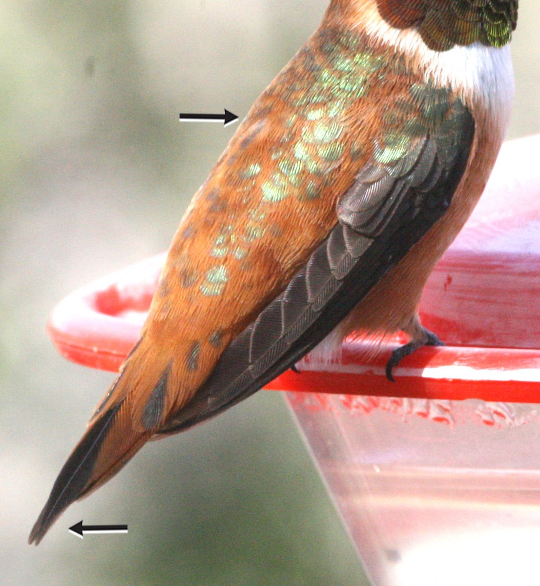 Rufous/Allen's Hummingbird - ML146112461