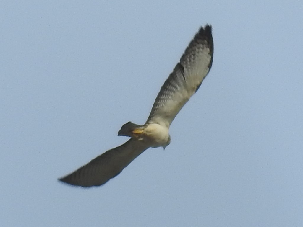 Short-tailed Hawk - Thays Hungria