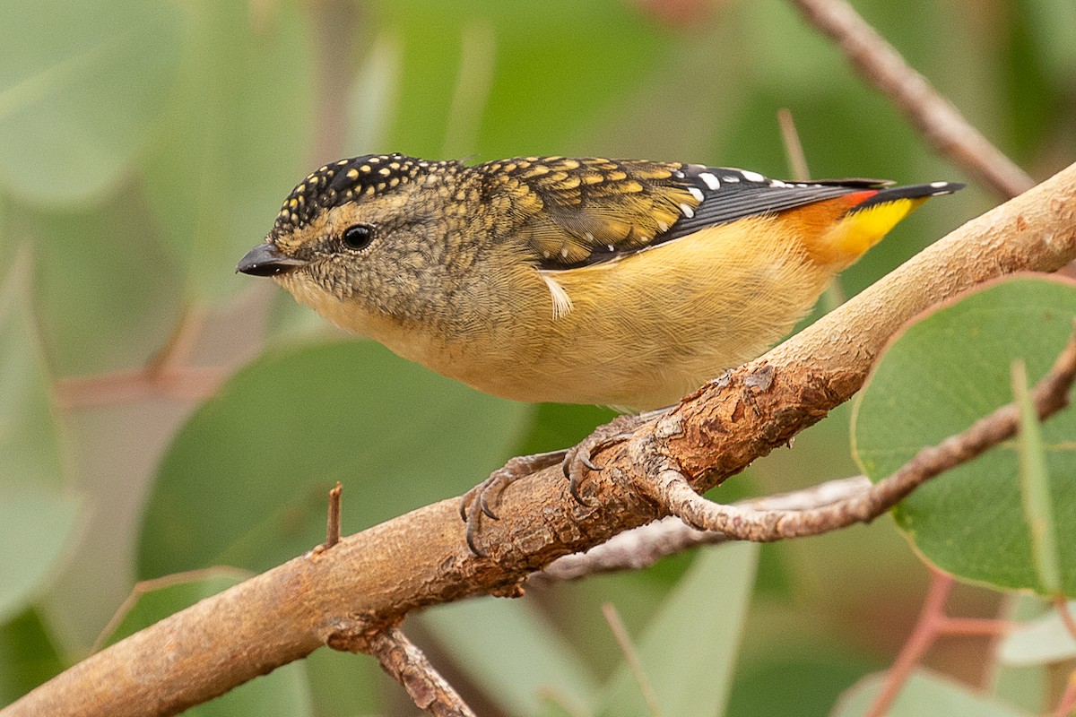 Spotted Pardalote - Cedric Bear