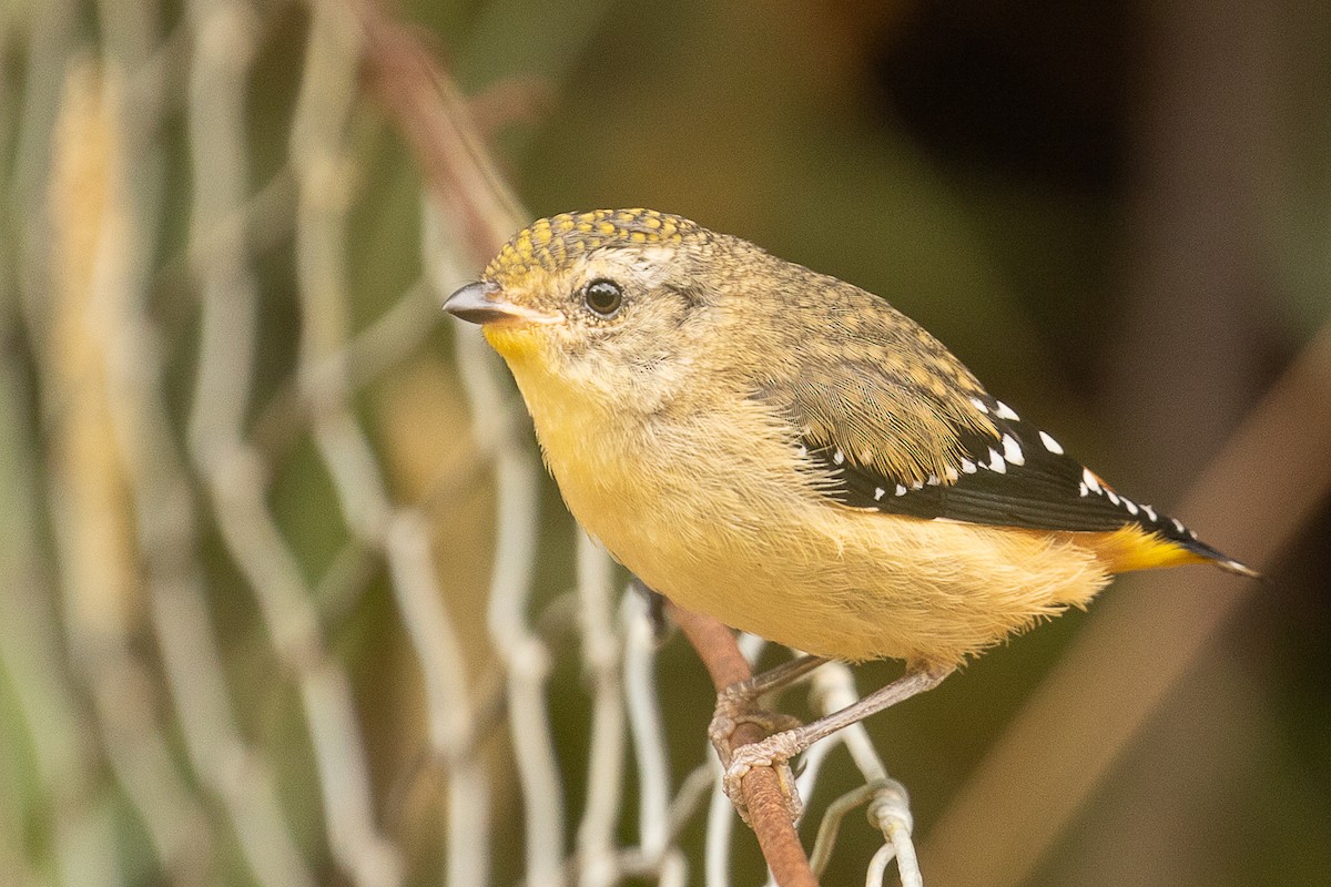 Spotted Pardalote - ML146123631