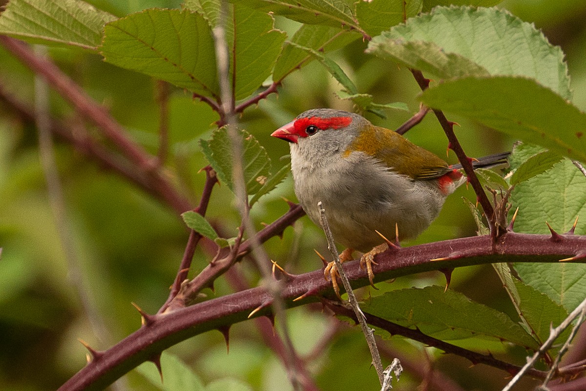 Red-browed Firetail - ML146124081
