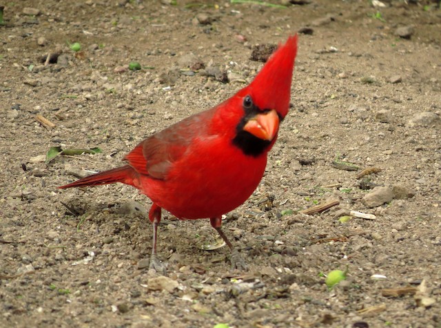 Male (presumably subspecies <em>affinis</em>). - Northern Cardinal - 
