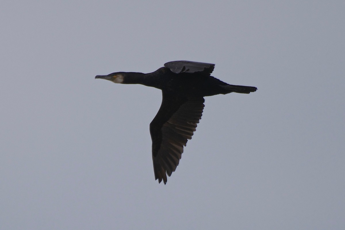 Great Cormorant - Bill Reaume