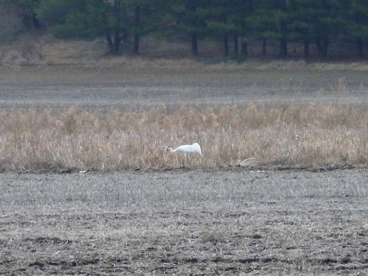 Whooping Crane - R Green