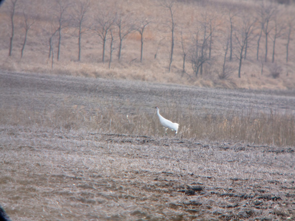 Whooping Crane - R Green