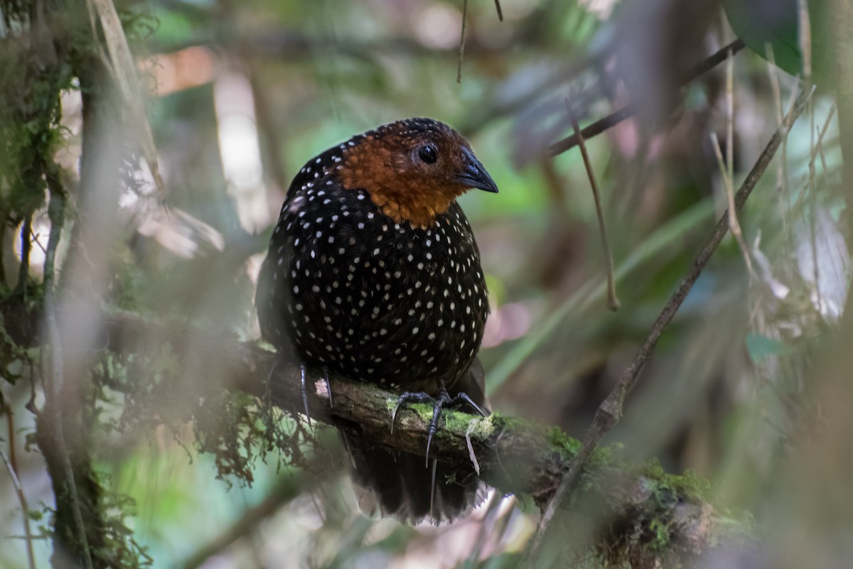 Ocellated Tapaculo - ML146126441