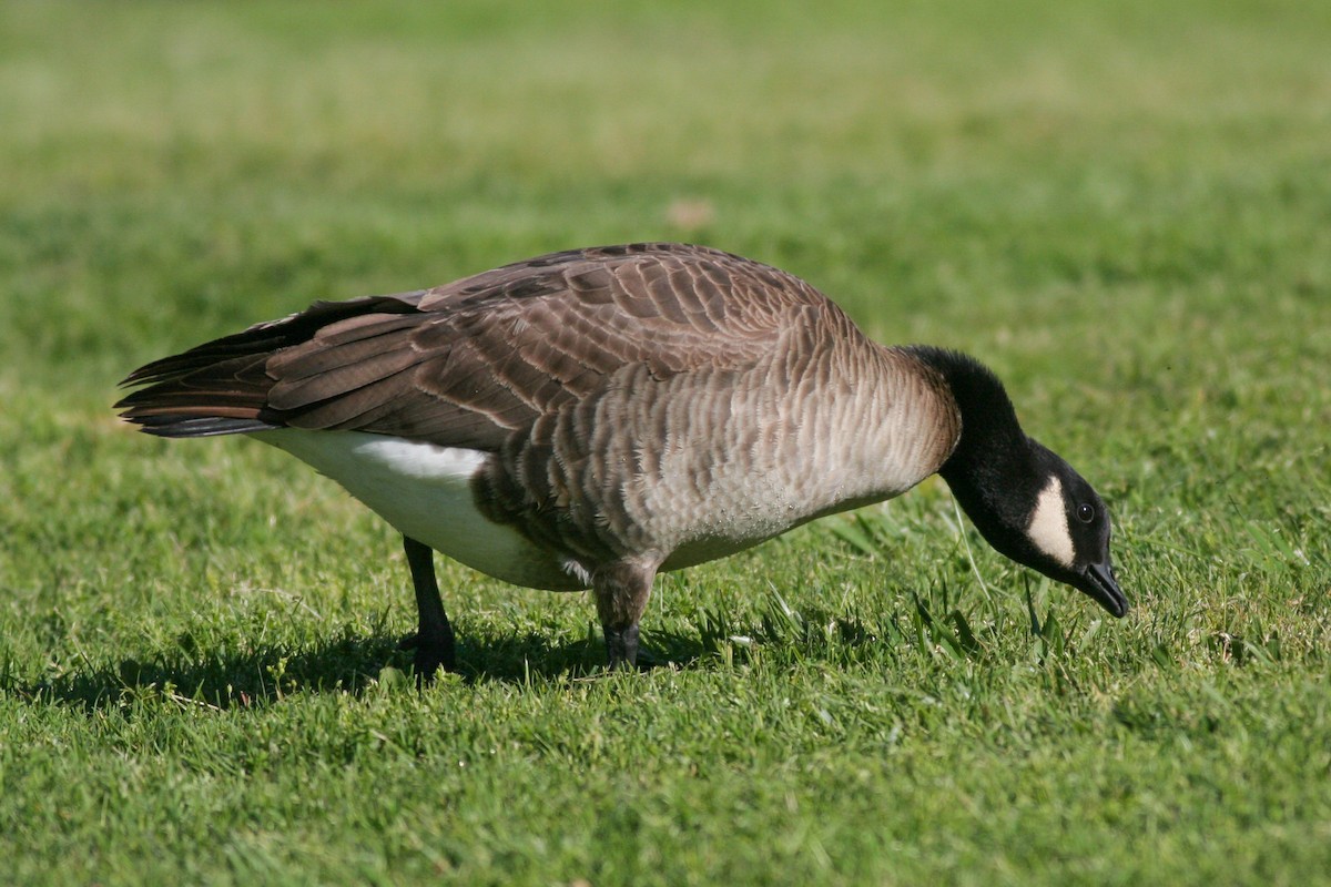 Cackling Goose - Patrick Van Thull