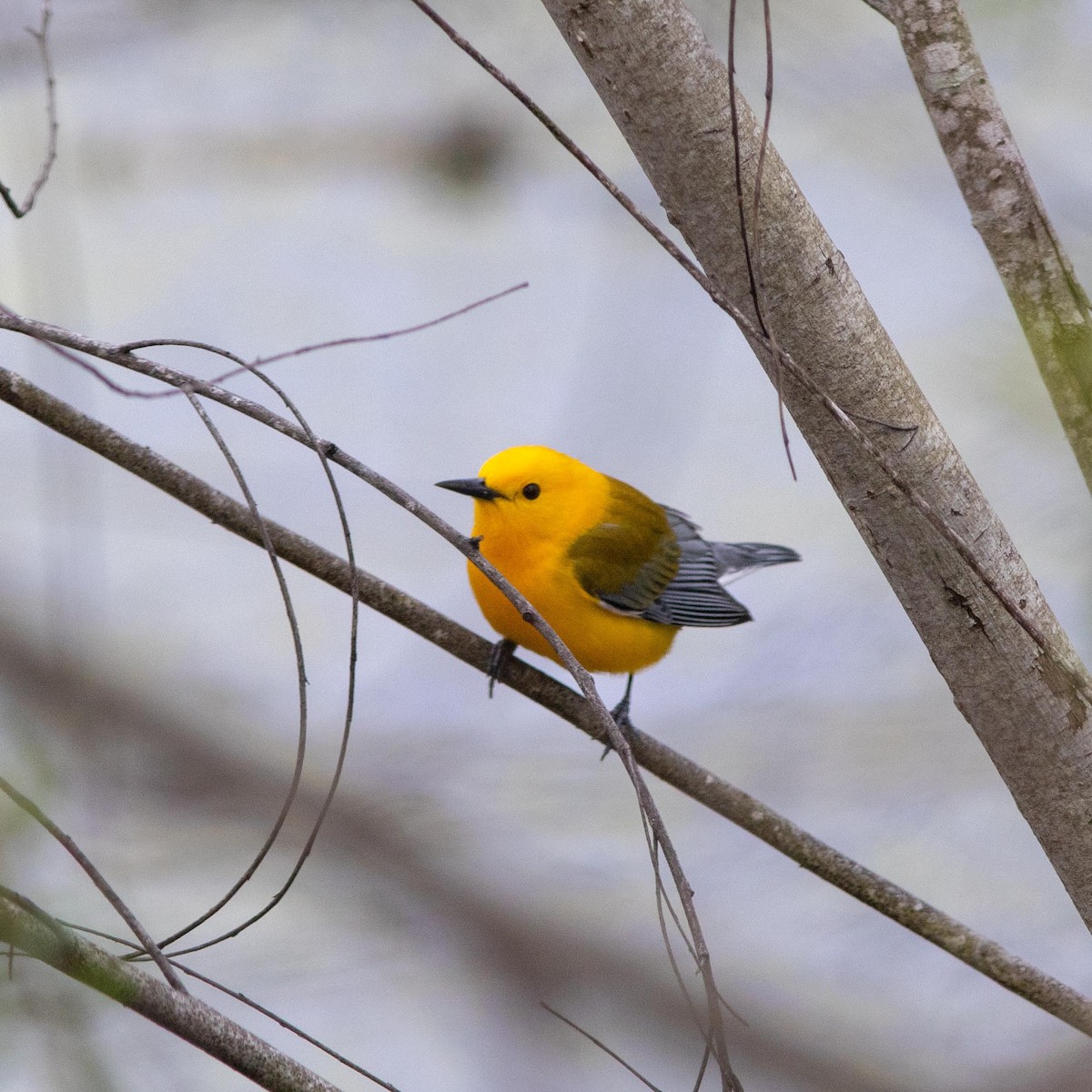 Prothonotary Warbler - Skip Cantrell