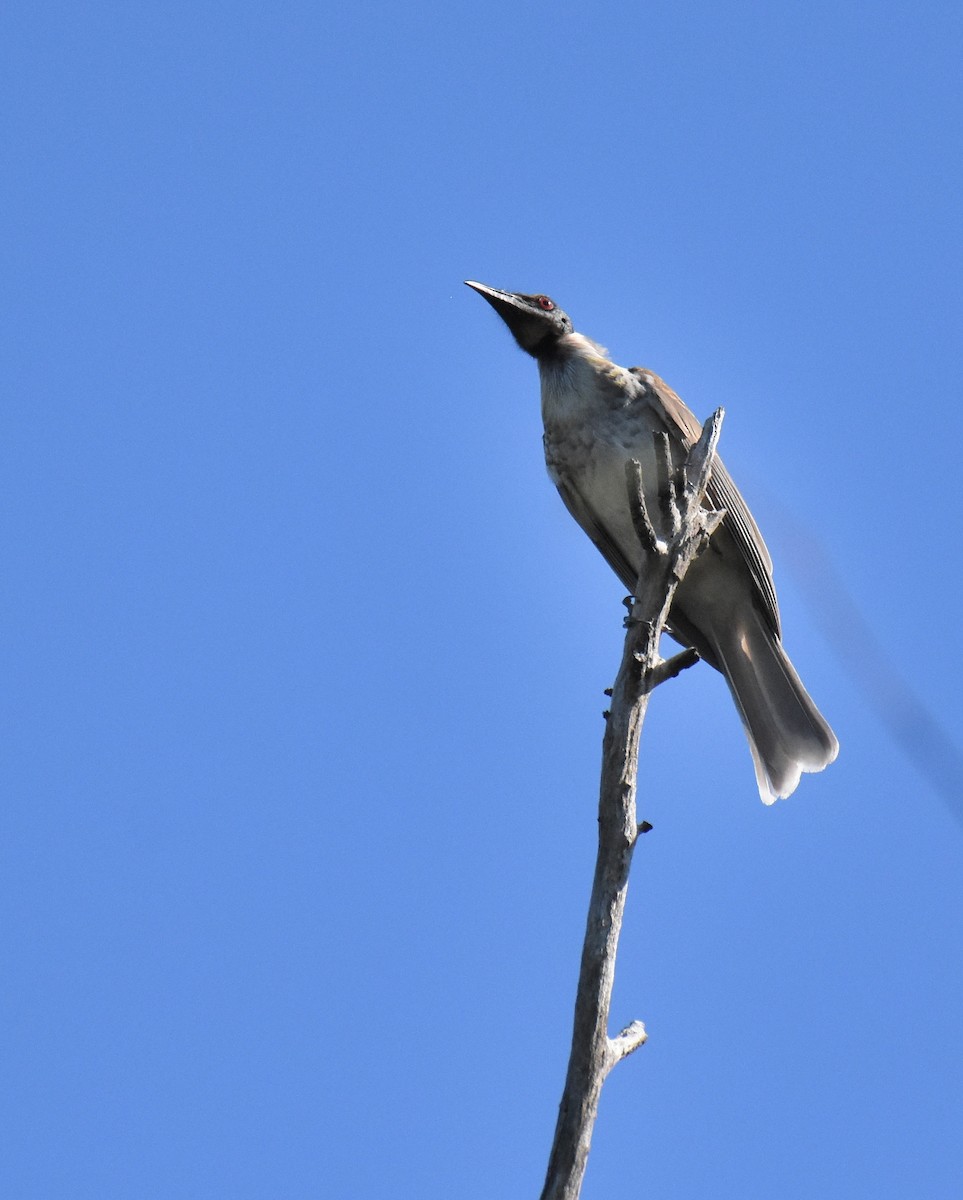 Noisy Friarbird - ML146132431