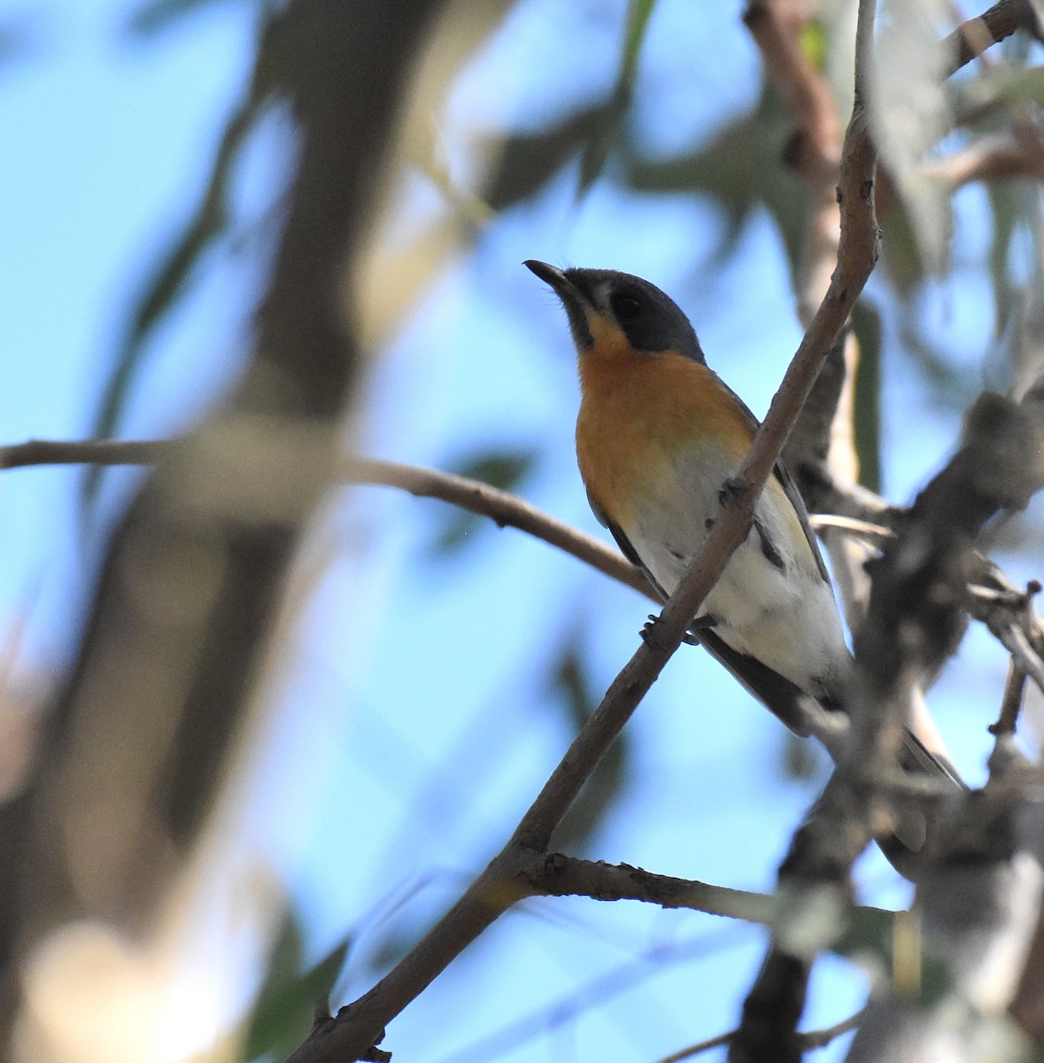 Spectacled Monarch - ML146132551