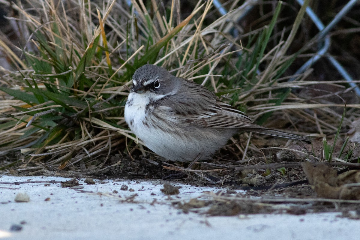 Sagebrush Sparrow - Seymore Gulls