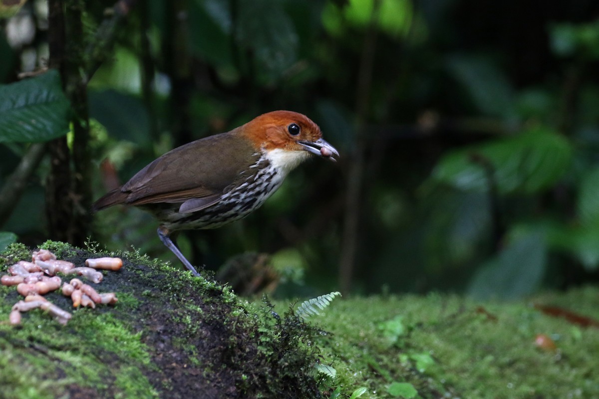Chestnut-crowned Antpitta - Dave Beeke