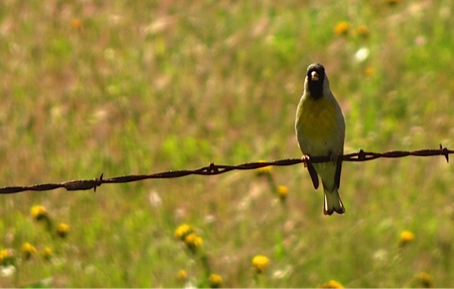 Lawrence's Goldfinch - ML146137141