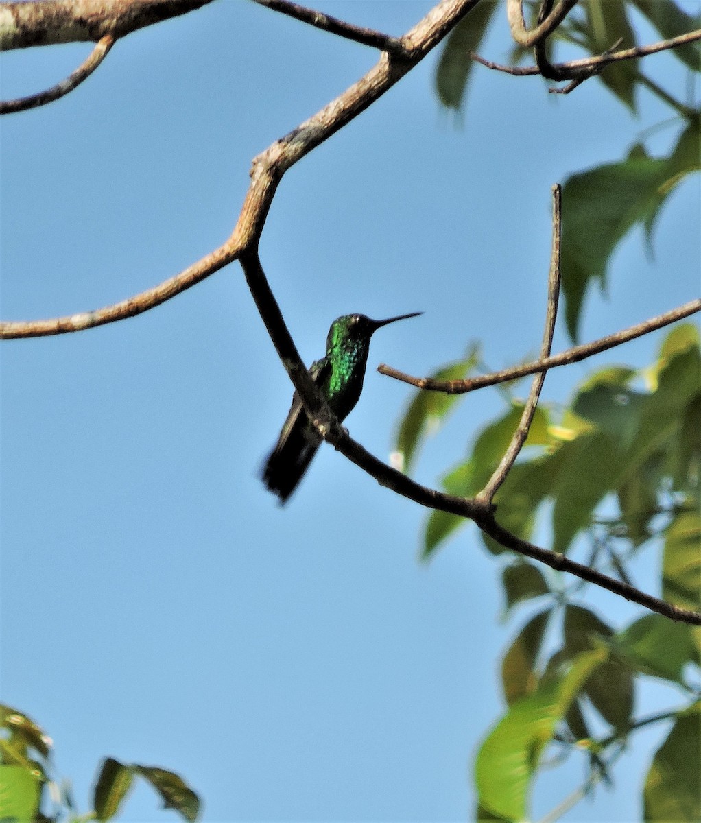 Blue-chinned Sapphire - Ginny Culver