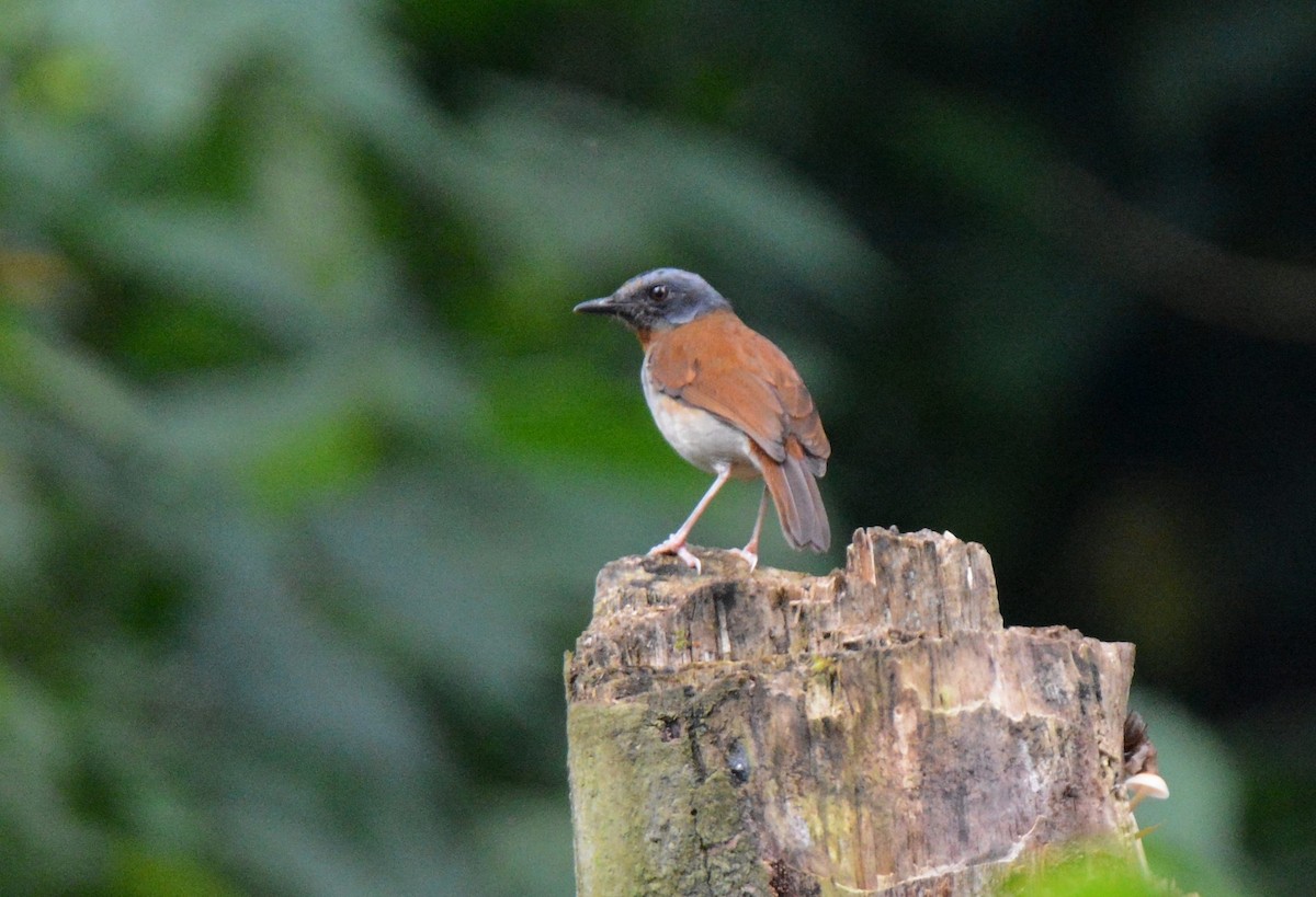 Red-throated Alethe - ML146138511