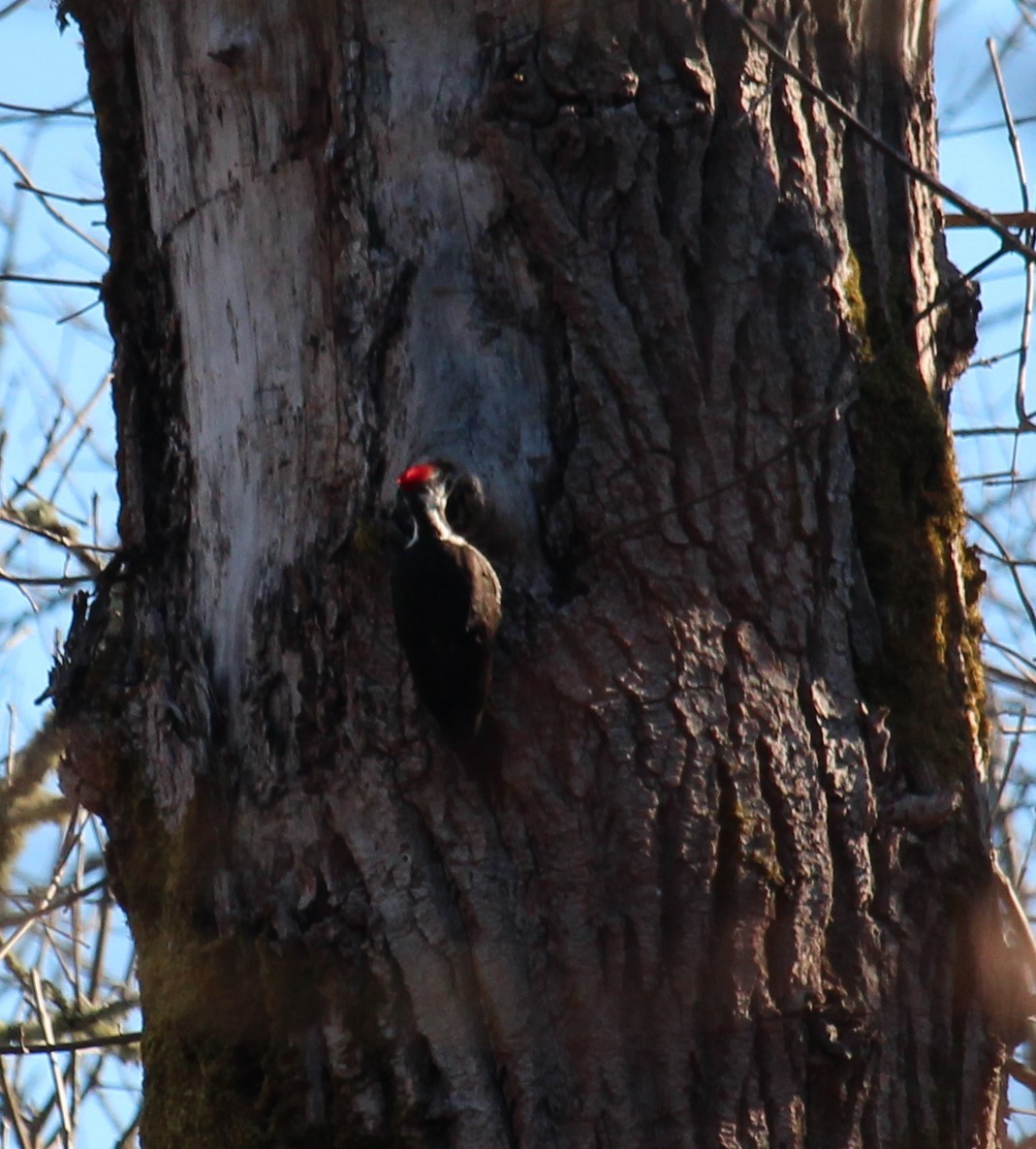 Pileated Woodpecker - Milton Vine