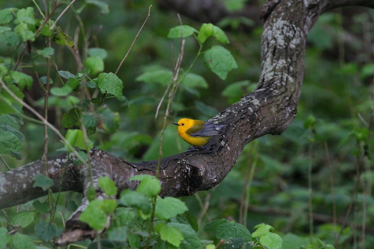 Prothonotary Warbler - Justin LeClaire