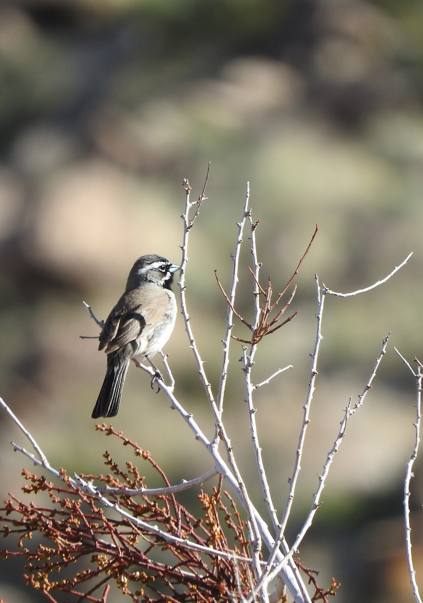 Black-throated Sparrow - Mari Migliore