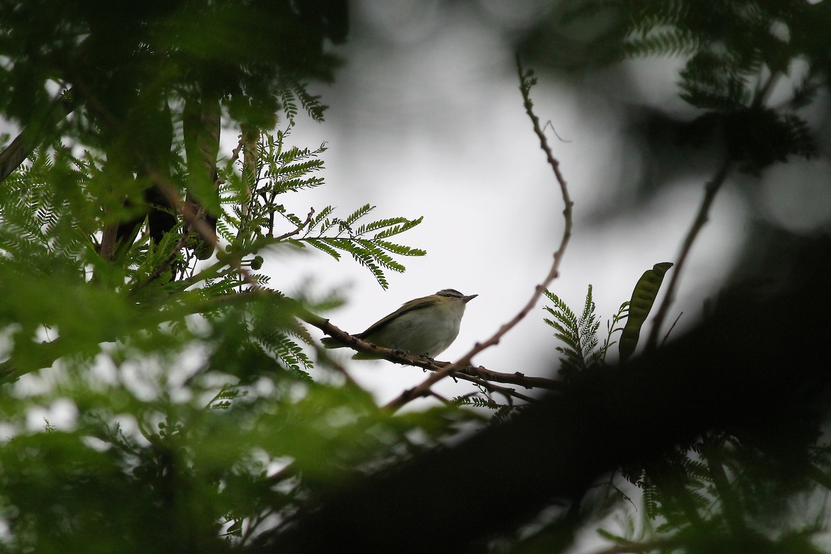 Red-eyed Vireo - Justin LeClaire