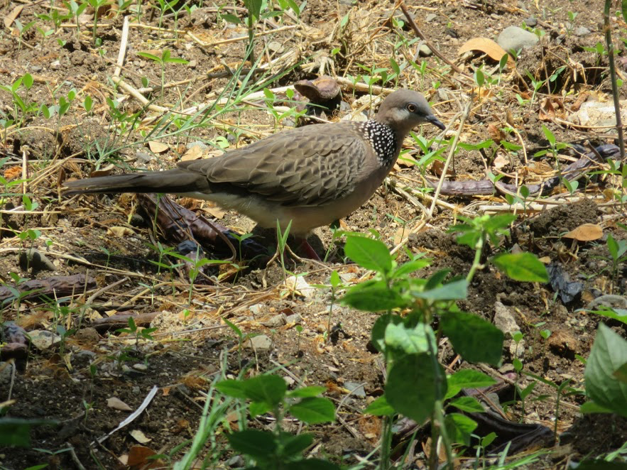 Spotted Dove - ML146143141
