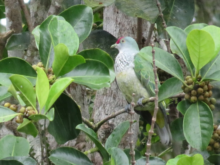 Many-colored Fruit-Dove - ML146146261