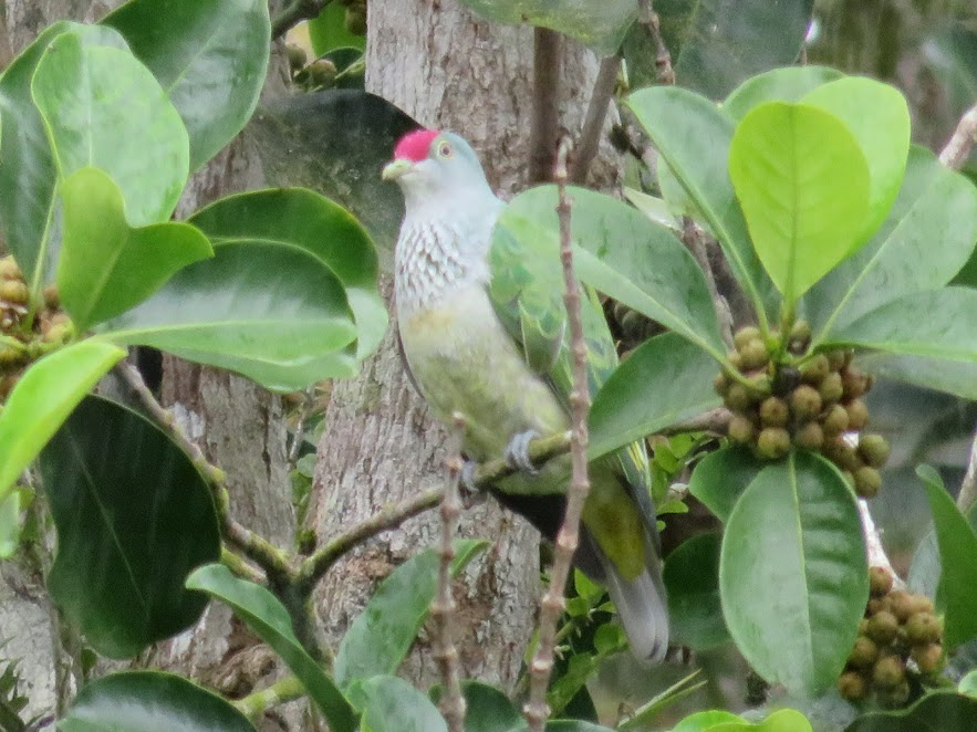 Many-colored Fruit-Dove - ML146146331