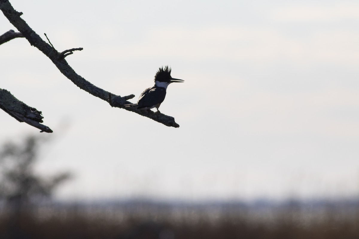 Belted Kingfisher - John Gluth