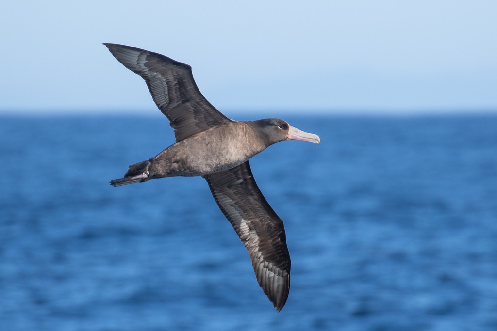 Albatros à queue courte - ML146150161