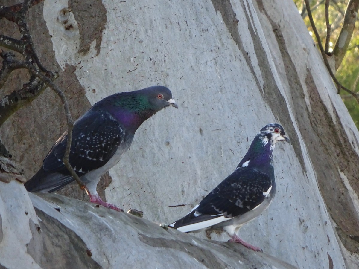 Rock Pigeon (Feral Pigeon) - Lance Rathbone