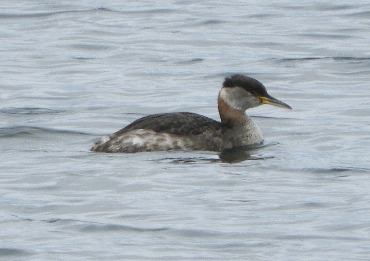 Red-necked Grebe - ML146150591