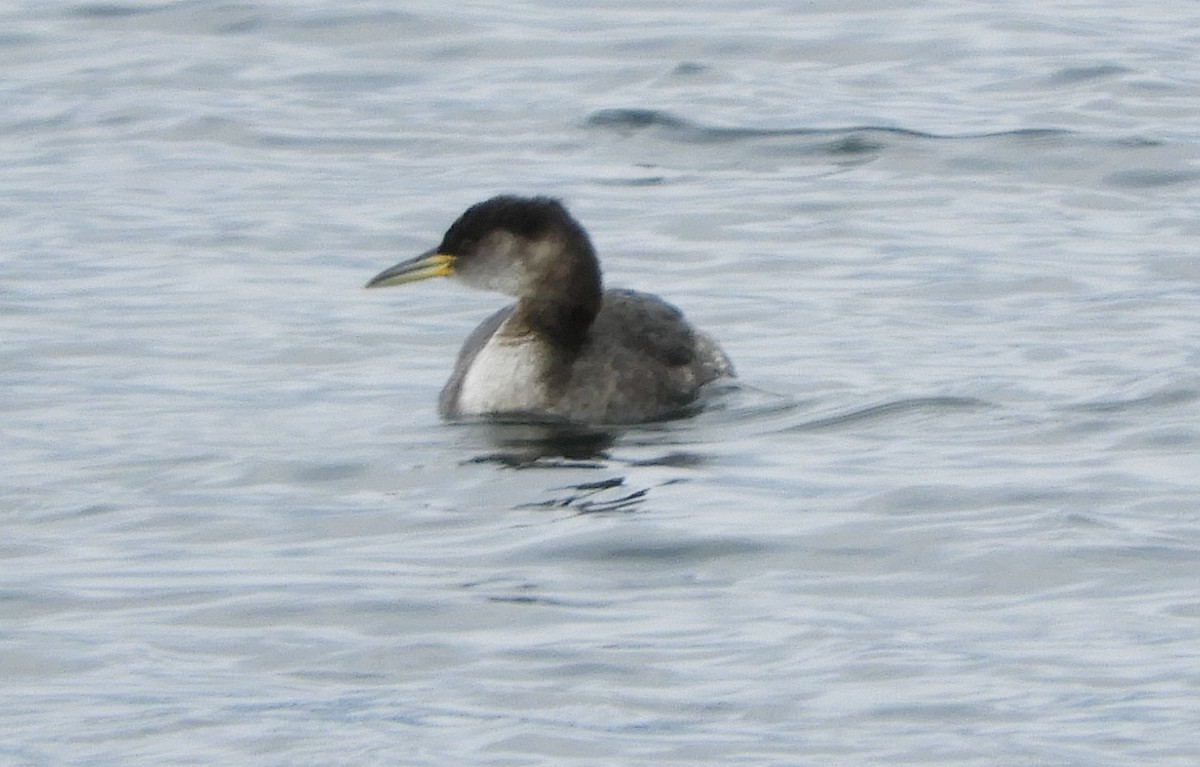 Red-necked Grebe - Peter Olsoy
