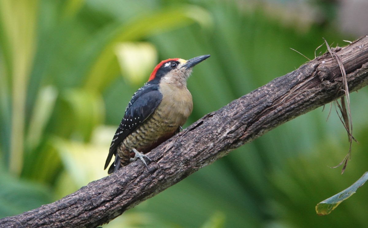 Black-cheeked Woodpecker - ML146152941