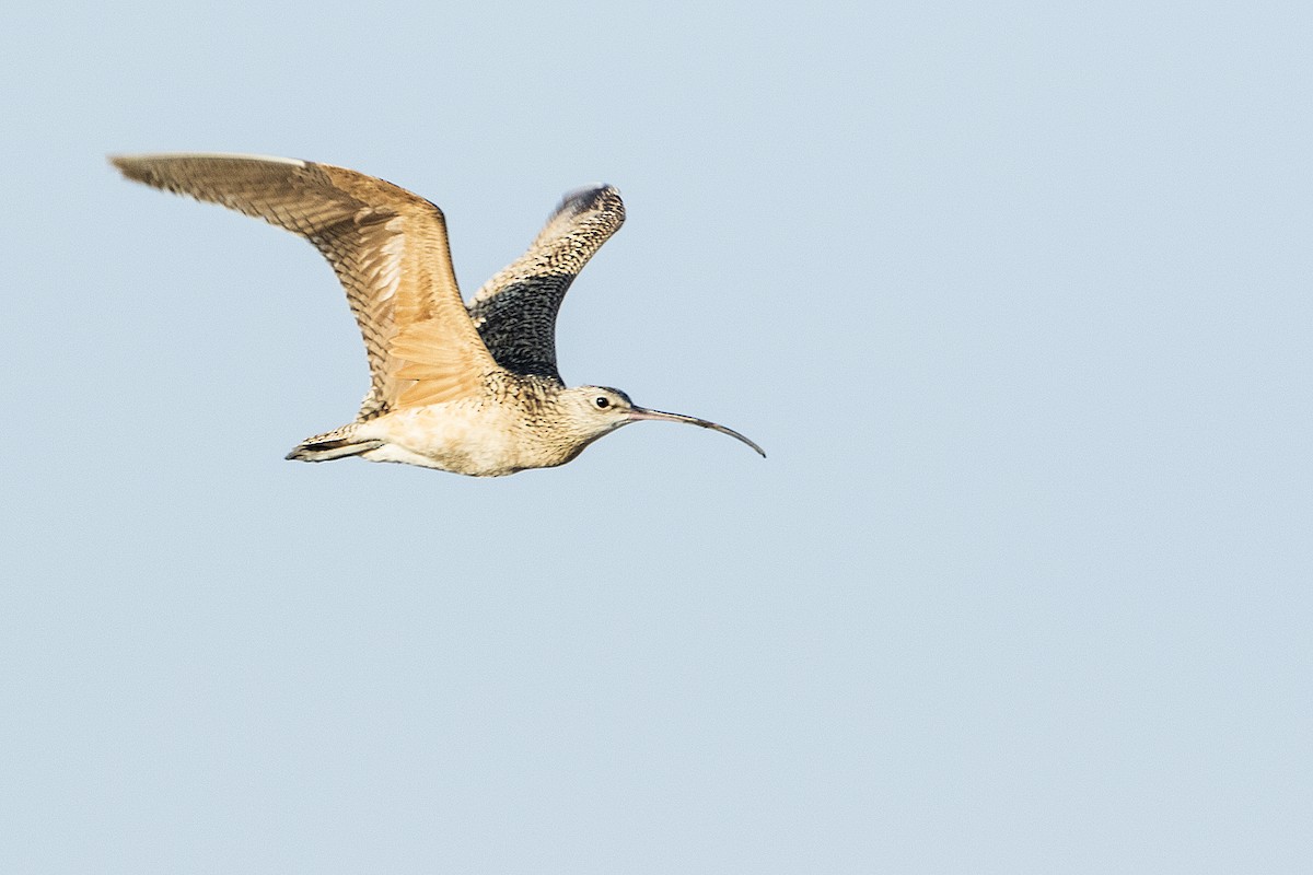 Long-billed Curlew - Gerald Romanchuk