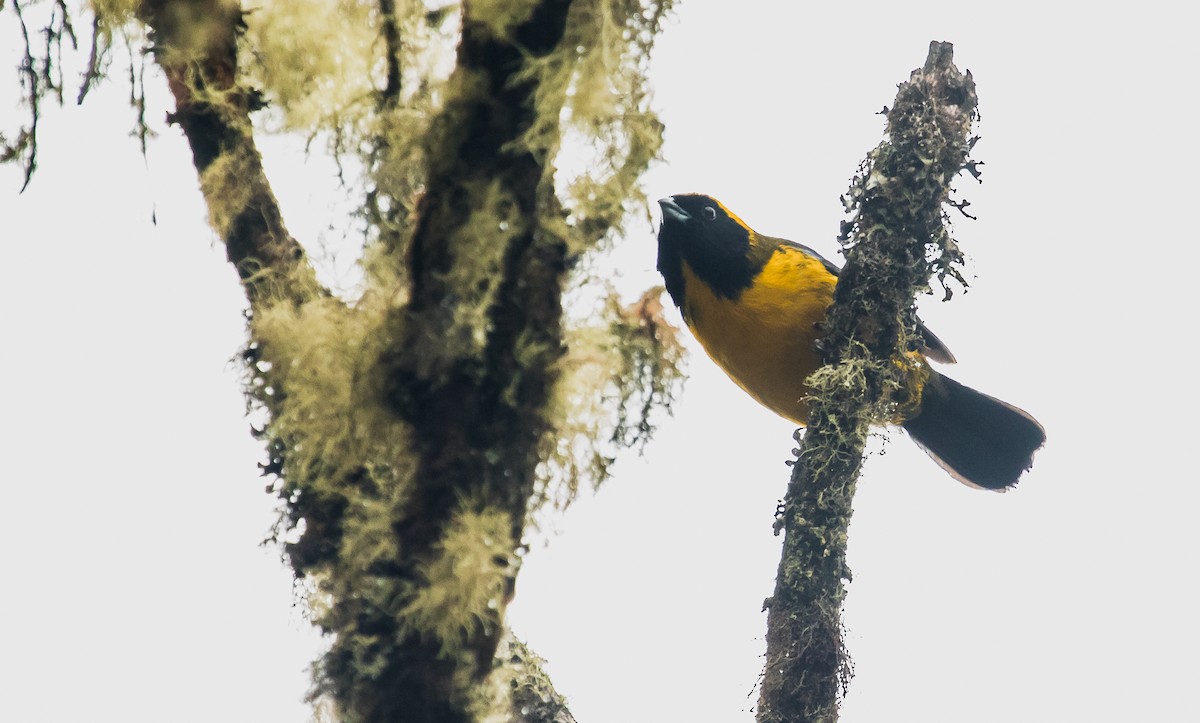 Masked Mountain Tanager - ML146157331