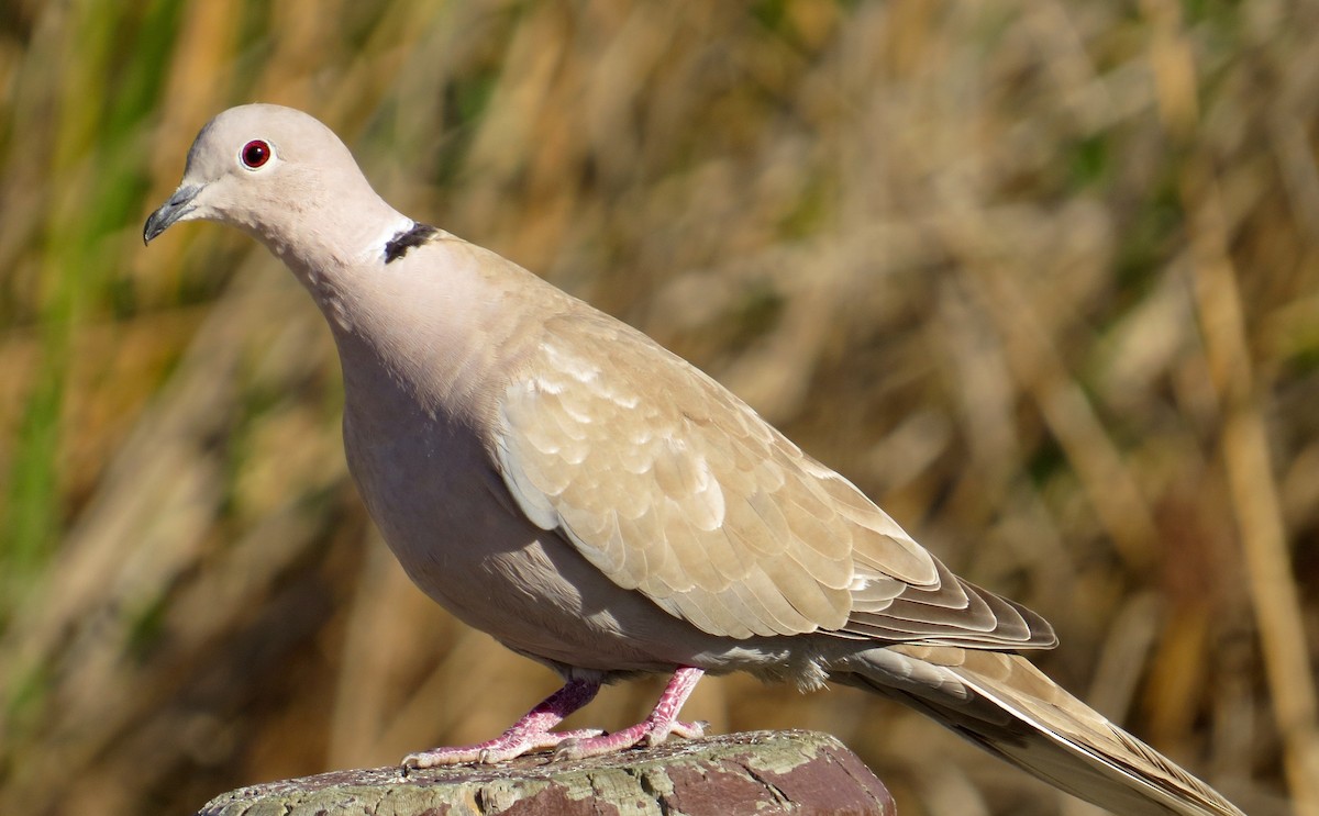 Eurasian Collared-Dove - Petra Clayton