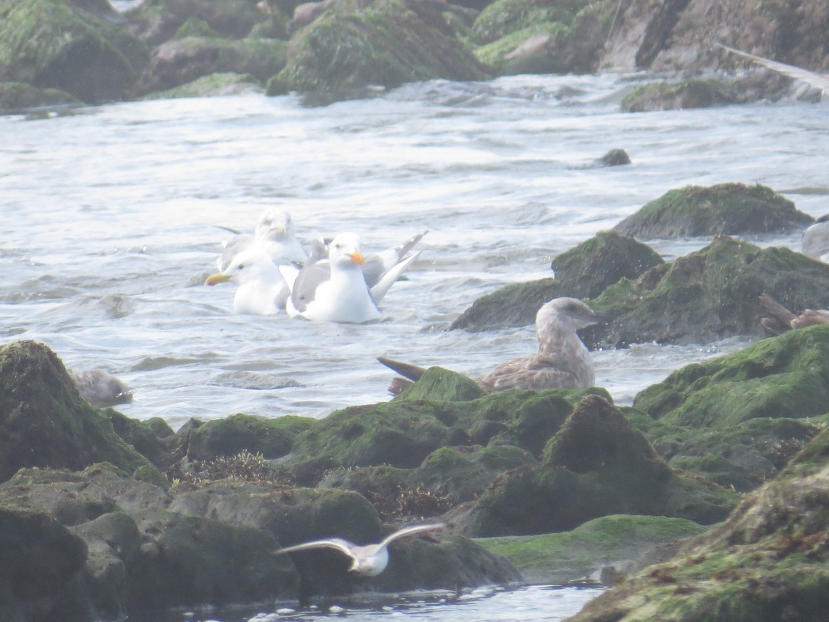 Glaucous-winged Gull - Kirk LaGory