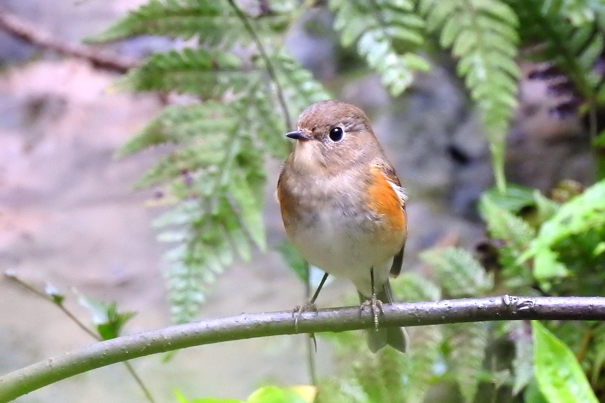 Red-flanked Bluetail - ML146162631
