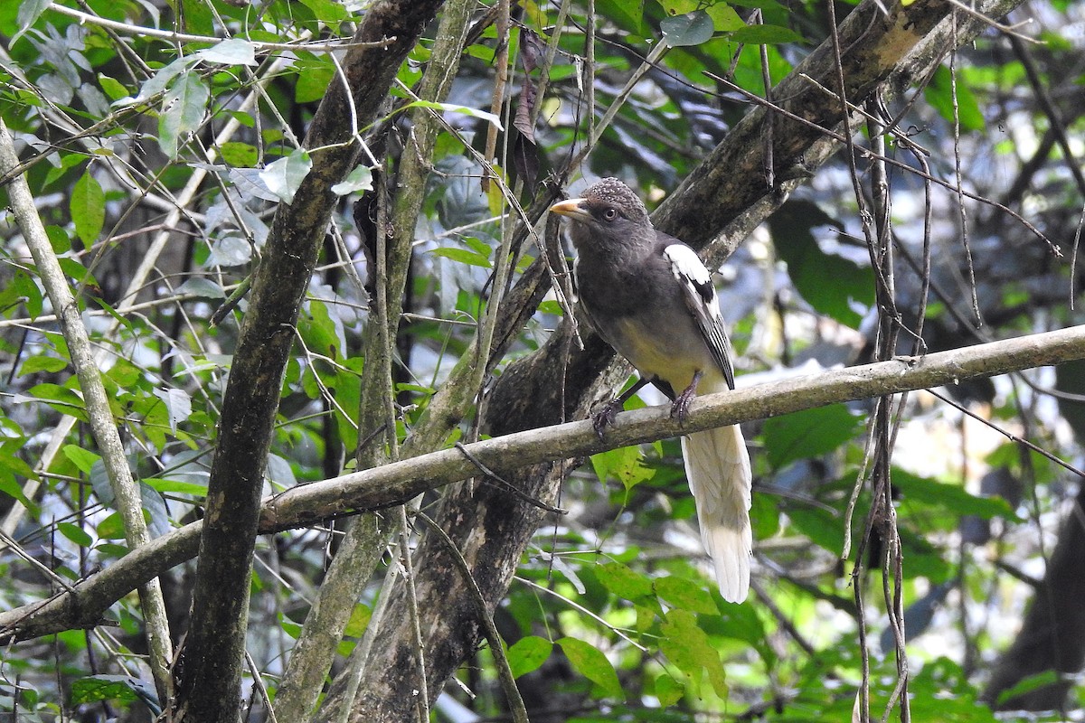 White-winged Magpie - ML146162721