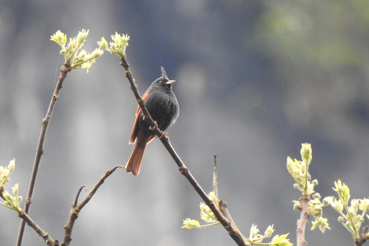 Crested Bunting - ML146163051