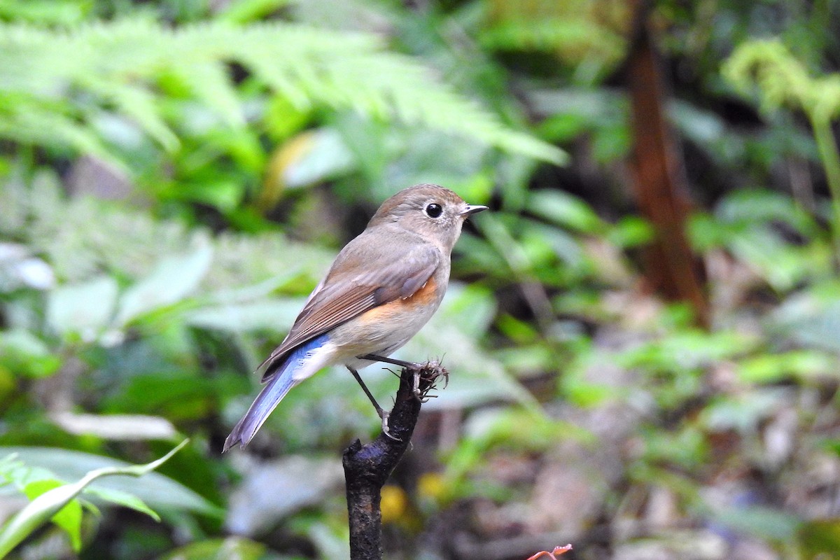 Red-flanked Bluetail - ML146163511