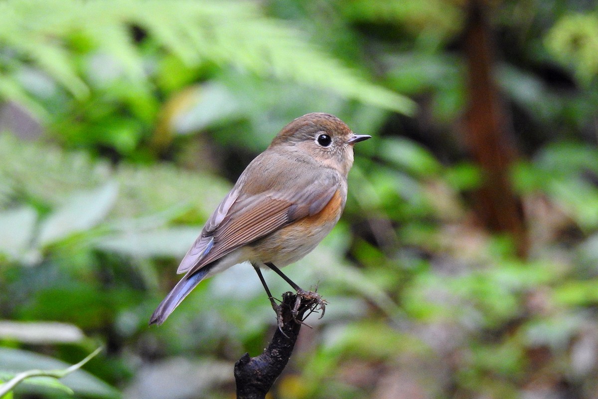 Red-flanked Bluetail - ML146163531