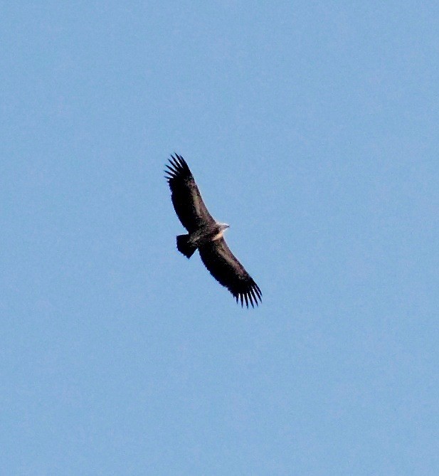 Indian Vulture - ML146163731