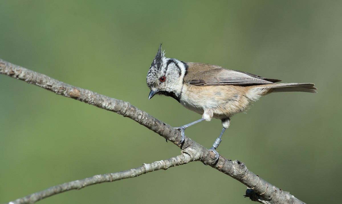 Crested Tit - Rui Pereira | Portugal Birding