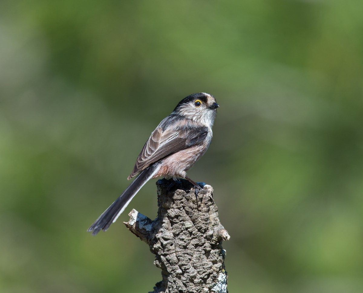 Long-tailed Tit - Rui Pereira | Portugal Birding