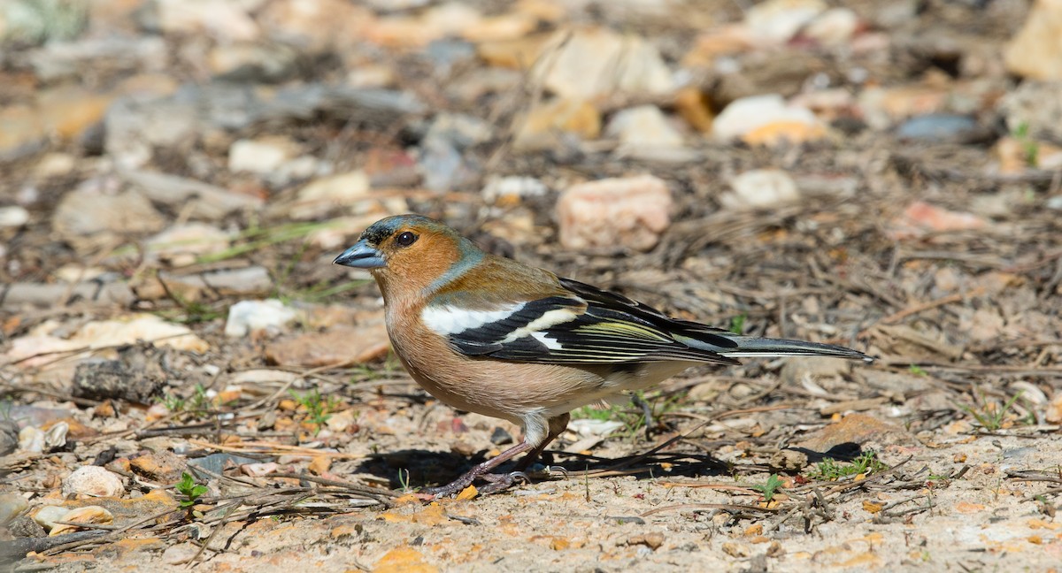Common Chaffinch - Rui Pereira | Portugal Birding