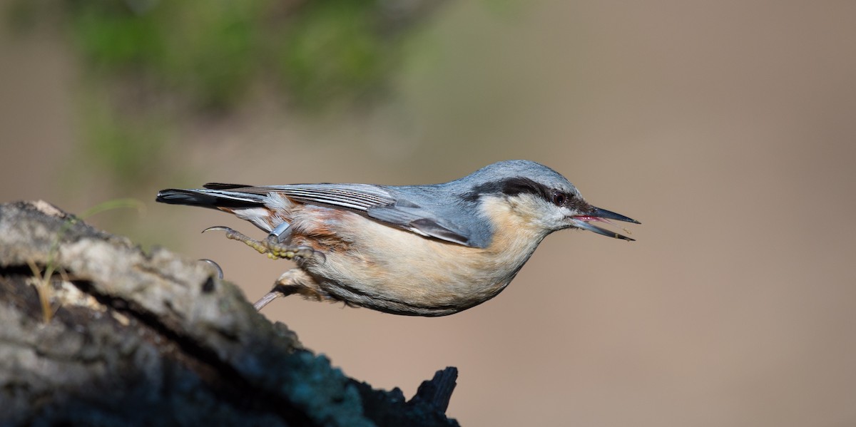 Eurasian Nuthatch - Rui Pereira | Portugal Birding