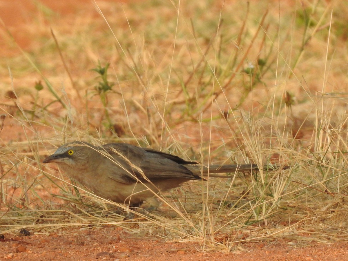 Large Gray Babbler - Arulvelan Thillainayagam